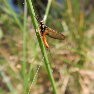 Ephemeroptera (order) (Unidentified Mayfly) at Cook, ACT - 31 Jan 2018 by CathB