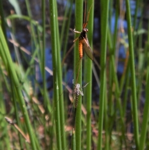 Ephemeroptera (order) at Cook, ACT - 31 Jan 2018