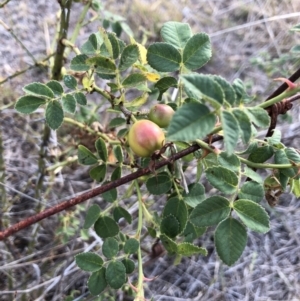 Rosa canina at Watson, ACT - 31 Jan 2018 06:45 PM