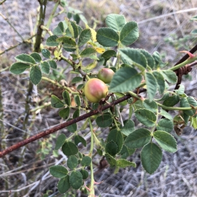 Rosa canina (Dog Rose) at Watson, ACT - 31 Jan 2018 by AaronClausen