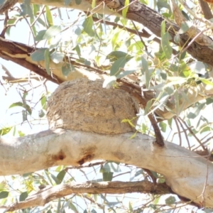 Grallina cyanoleuca at Deakin, ACT - 16 Jan 2018 08:58 AM