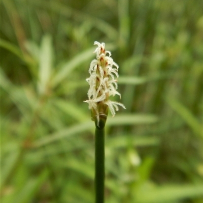 Eleocharis acuta (Common Spike-rush) at Cook, ACT - 30 Jan 2018 by CathB