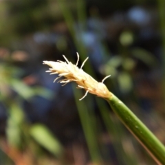 Eleocharis acuta at Cook, ACT - 31 Jan 2018 12:00 AM