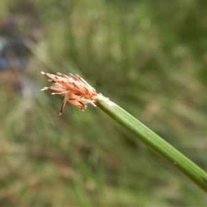 Eleocharis acuta at Cook, ACT - 31 Jan 2018 12:00 AM