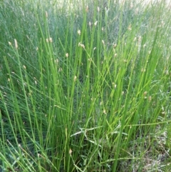 Eleocharis acuta at Cook, ACT - 31 Jan 2018 12:00 AM