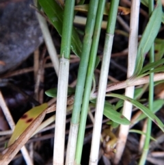 Eleocharis acuta at Cook, ACT - 31 Jan 2018 12:00 AM