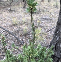 Styphelia triflora (Five-corners) at Watson, ACT - 31 Jan 2018 by AaronClausen