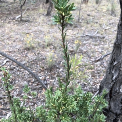 Styphelia triflora (Five-corners) at Mount Majura - 31 Jan 2018 by AaronClausen