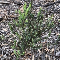 Styphelia triflora (Five-corners) at Mount Majura - 31 Jan 2018 by AaronClausen