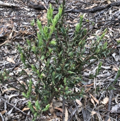 Styphelia triflora (Five-corners) at Majura, ACT - 31 Jan 2018 by AaronClausen