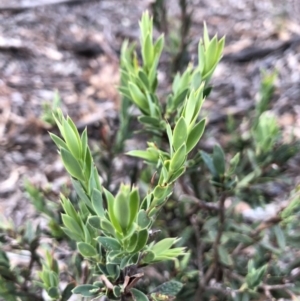 Styphelia triflora at Majura, ACT - 31 Jan 2018