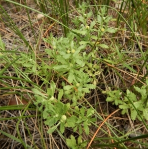 Centipeda cunninghamii at Cook, ACT - 31 Jan 2018