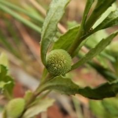 Centipeda cunninghamii at Cook, ACT - 31 Jan 2018