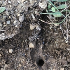 Tasmanicosa sp. (genus) (Tasmanicosa wolf spider) at Majura, ACT - 31 Jan 2018 by AaronClausen