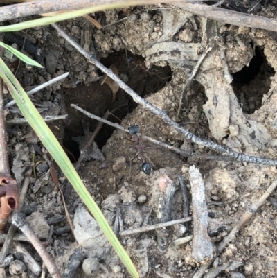 Myrmecia nigriceps (Black-headed bull ant) at Majura, ACT - 31 Jan 2018 by AaronClausen