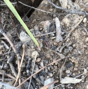 Myrmecia nigriceps at Majura, ACT - 31 Jan 2018