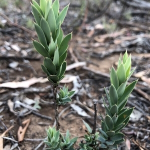 Styphelia triflora at Majura, ACT - 31 Jan 2018