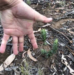 Styphelia triflora at Majura, ACT - 31 Jan 2018