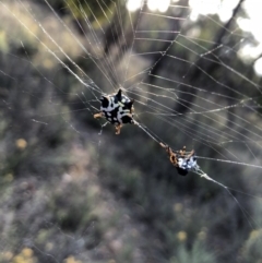 Austracantha minax (Christmas Spider, Jewel Spider) at Majura, ACT - 31 Jan 2018 by AaronClausen