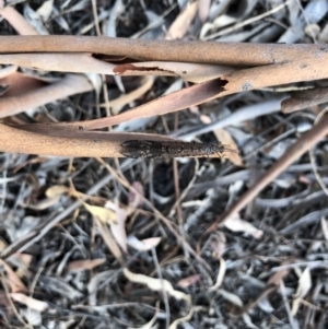 Glenoleon pulchellus at Majura, ACT - 31 Jan 2018