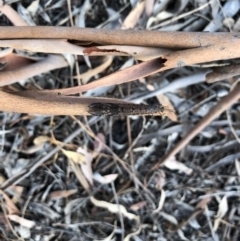 Glenoleon pulchellus (Antlion lacewing) at Majura, ACT - 31 Jan 2018 by AaronClausen