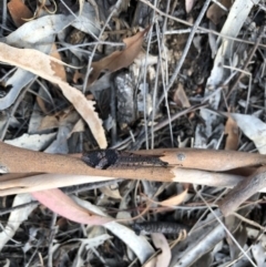 Glenoleon pulchellus at Majura, ACT - 31 Jan 2018