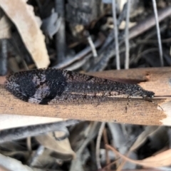 Glenoleon pulchellus at Majura, ACT - 31 Jan 2018 07:28 PM