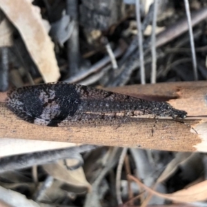 Glenoleon pulchellus at Majura, ACT - 31 Jan 2018