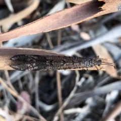 Glenoleon pulchellus at Majura, ACT - 31 Jan 2018