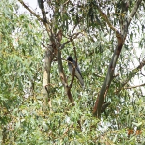 Coracina novaehollandiae at Deakin, ACT - 31 Jan 2018 11:00 AM