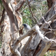 Coracina novaehollandiae at Deakin, ACT - 31 Jan 2018