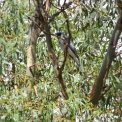 Coracina novaehollandiae at Deakin, ACT - 31 Jan 2018