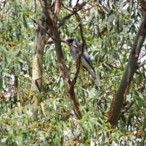 Coracina novaehollandiae at Deakin, ACT - 31 Jan 2018