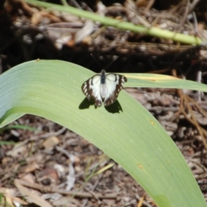 Belenois java at Aranda, ACT - 5 Nov 2016