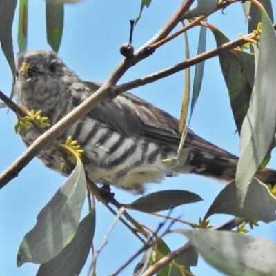 Chrysococcyx lucidus (Shining Bronze-Cuckoo) at Paddys River, ACT - 31 Jan 2018 by JohnBundock