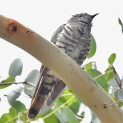 Chrysococcyx lucidus at Paddys River, ACT - 31 Jan 2018