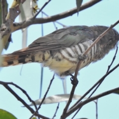 Chrysococcyx lucidus at Paddys River, ACT - 31 Jan 2018 12:26 PM