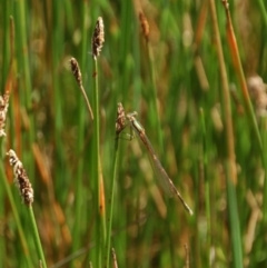 Austrolestes analis (Slender Ringtail) at Belconnen, ACT - 6 Nov 2016 by KMcCue