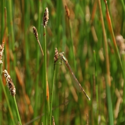 Austrolestes analis (Slender Ringtail) at Belconnen, ACT - 5 Nov 2016 by KMcCue