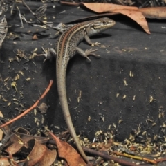 Liopholis whitii (White's Skink) at Paddys River, ACT - 31 Jan 2018 by JohnBundock