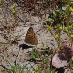 Junonia villida (Meadow Argus) at Aranda Bushland - 5 Nov 2016 by KMcCue