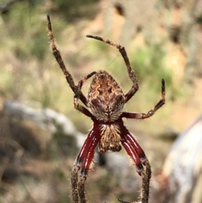 Hortophora transmarina (Garden Orb Weaver) at Canberra Central, ACT - 31 Jan 2018 by RWPurdie
