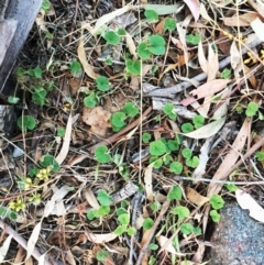 Dichondra repens (Kidney Weed) at Hughes, ACT - 30 Jan 2018 by ruthkerruish