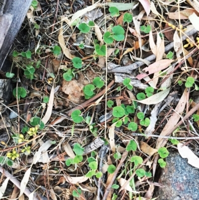 Dichondra repens (Kidney Weed) at Hughes Garran Woodland - 30 Jan 2018 by ruthkerruish