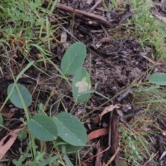 Oxytes brachypoda (Large Tick-trefoil) at Conder, ACT - 8 Jan 2018 by michaelb