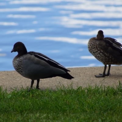 Chenonetta jubata (Australian Wood Duck) at Lake Burley Griffin Central/East - 30 Nov 2017 by Tammy