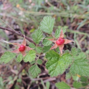 Rubus parvifolius at Rob Roy Range - 8 Jan 2018