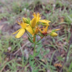 Hypericum perforatum at Conder, ACT - 8 Jan 2018