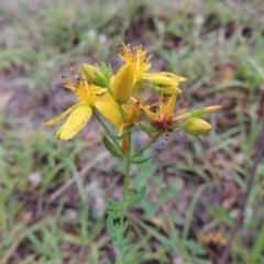 Hypericum perforatum (St John's Wort) at Rob Roy Range - 8 Jan 2018 by michaelb