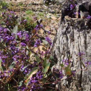 Pogona barbata at Aranda, ACT - 13 Sep 2015